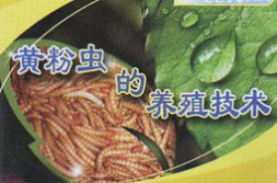 黄粉虫养殖技术,从基础知识到高效管理
