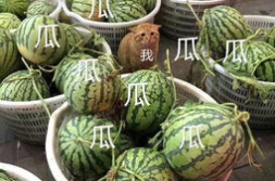 娱乐吃瓜的头像图片大全,海量娱乐头像大盘点