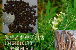 苦参种子,从播种到收获的全程指导