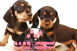 腊肠犬多少钱,不同品种与地区价格差异大
