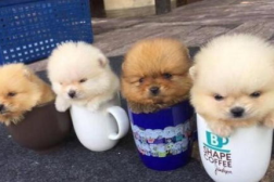 茶杯犬 价格,品种、血统与市场行情全解析