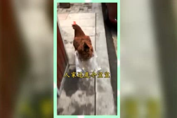 吃瓜群众的日常娱乐,揭秘娱乐圈幕后趣事