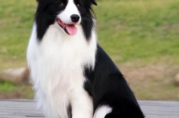 边境牧羊犬性格,智慧与忠诚的完美结合,性格特点深度解析